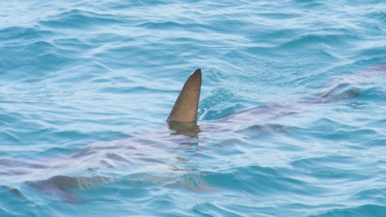 (+Video) Tiburón de más de dos metros llega a playa de Mallorca obligando su cierre a los visitantes