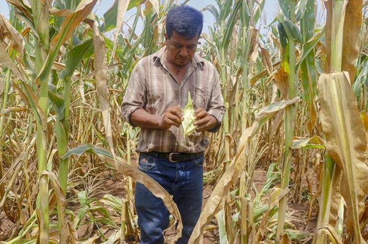 Agricultores del Corredor Seco piden auxilio por sequía en Guatemala