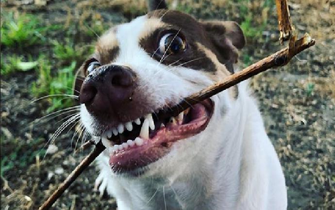 (Foto+Video) El perro que odia que lo besen es una estrella en las redes sociales