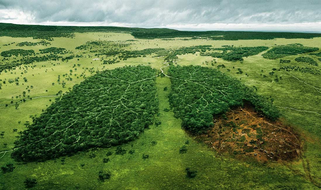 Amazonía: El Pulmón verde del planeta en peligro