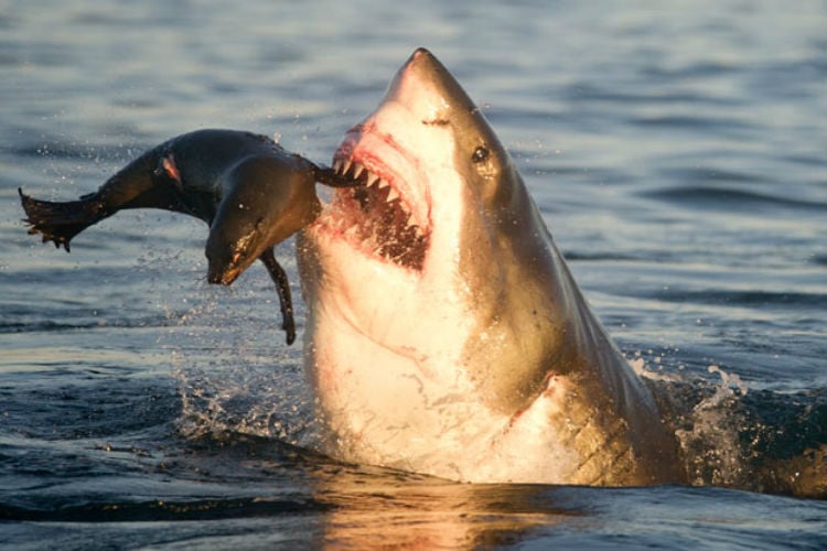 Naturaleza animal: Graban el ataque de un tiburón a una foca en EE. UU.