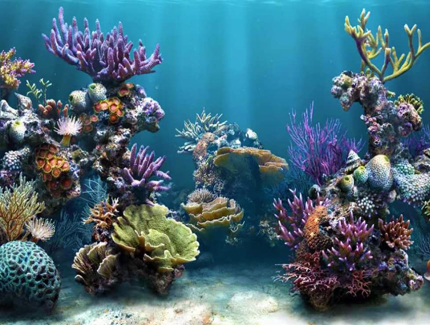 Científicos usan la fertilización in vitro para salvar a los arrecifes de coral