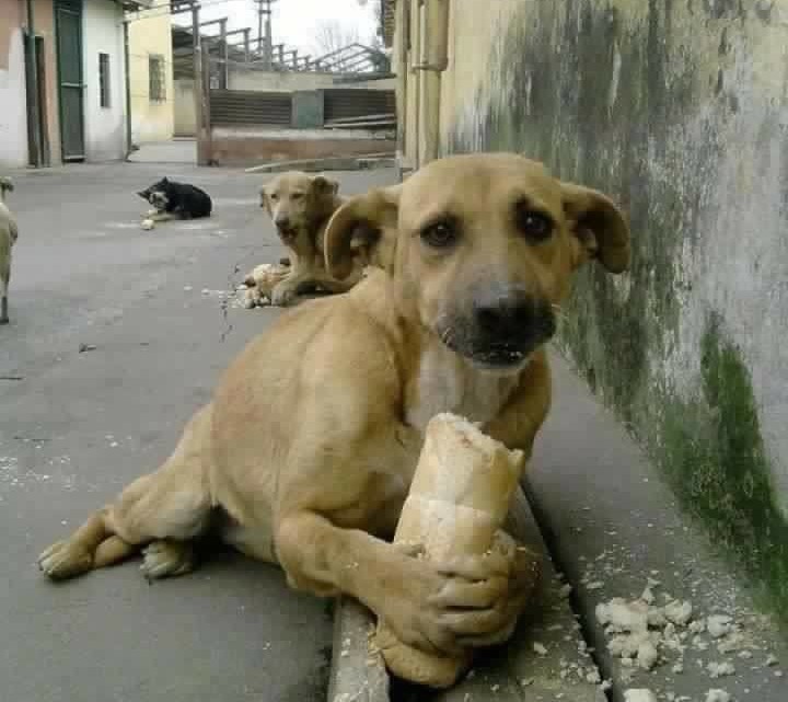 Cubanos exigen protección de los animales dentro de la nueva Constitución