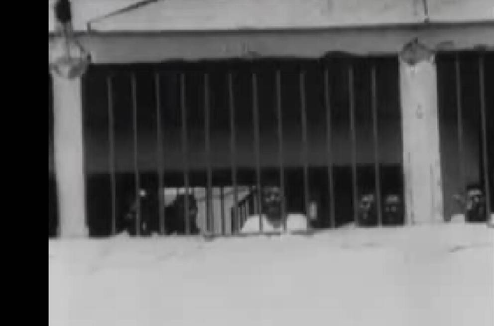 Museo de la Memoria estrena cueca escrita hace 44 años por prisionero político de Chacabuco