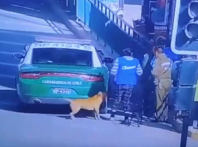 Presentan querella criminal contra carabineros que balearon a perro en Quilicura