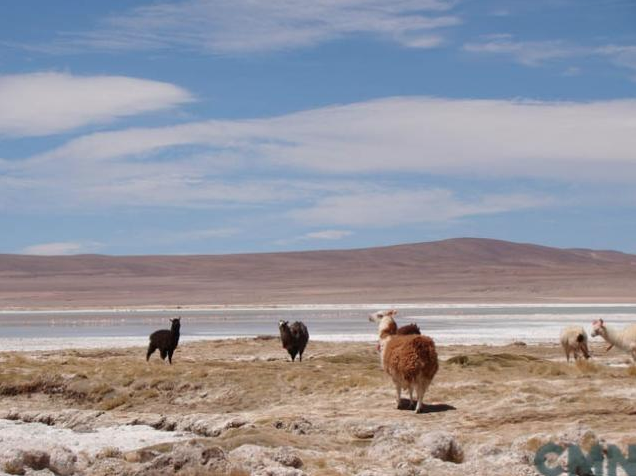 Consejo de Ministros aprueba declarar Parque Nacional al “Salar del Huasco”