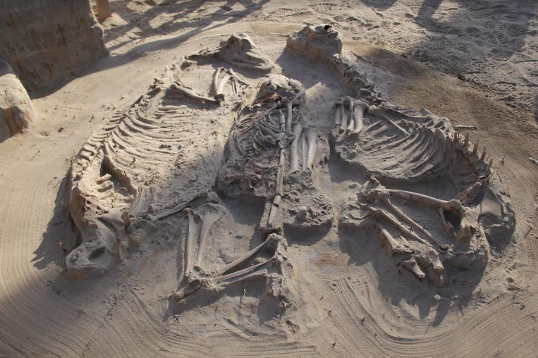 Arqueólogos reescriben la prehistoria del Norte Chico tras importantes hallazgos en sitio El Olivar
