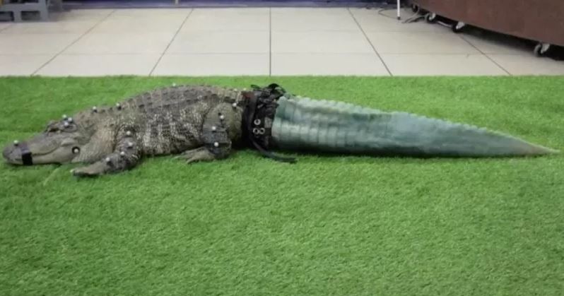 (Video) ¡Incréible! Un cocodrilo tiene una cola impresa en 3D tras ser víctima de traficantes