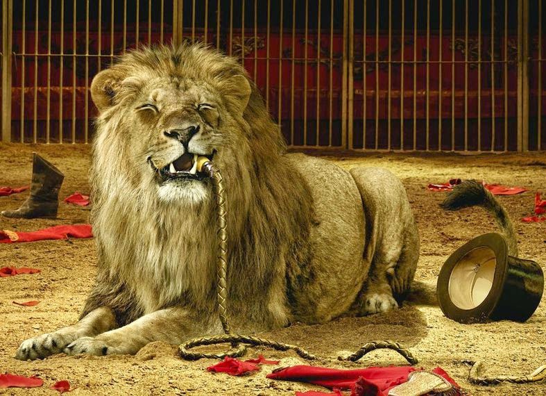 Video) Un león ataca a su domador en el Gran Circo Estatal de Moscú Rusia