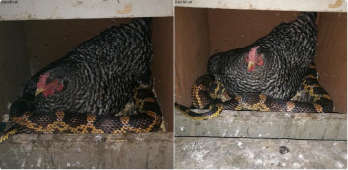 Gallina tiene relación de amistad con una serpiente y viraliza las redes sociales