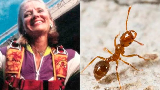 Colchón viviente: Hormigas salvan a mujer paracaidista de caída de 4.500 metros de altura