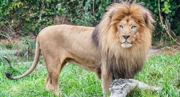 (Video) ¡Espeluznante! Un león se queda con las ganas de comerse a un niño
