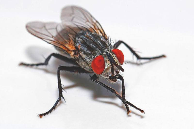 Una mosca acaba con un posible récord mundial