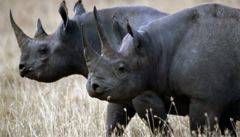 (Video) Mueren los 11 rinocerontes negros en peligro de extinción tras ser trasladados a Kenia