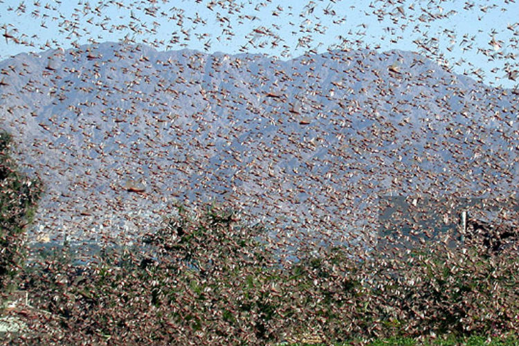 Peor que el coronavirus: una plaga de langostas amenaza con hambre a miles de personas