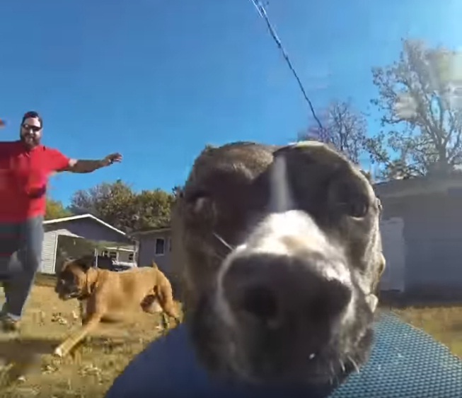 Perro Bonnie graba su propia persecución al robar plato volador con cámara de video