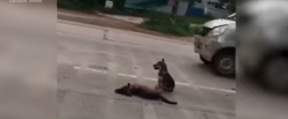 (Video) Conmovedor: Un perro cuida en plena vía el cuerpo de su amigo muerto