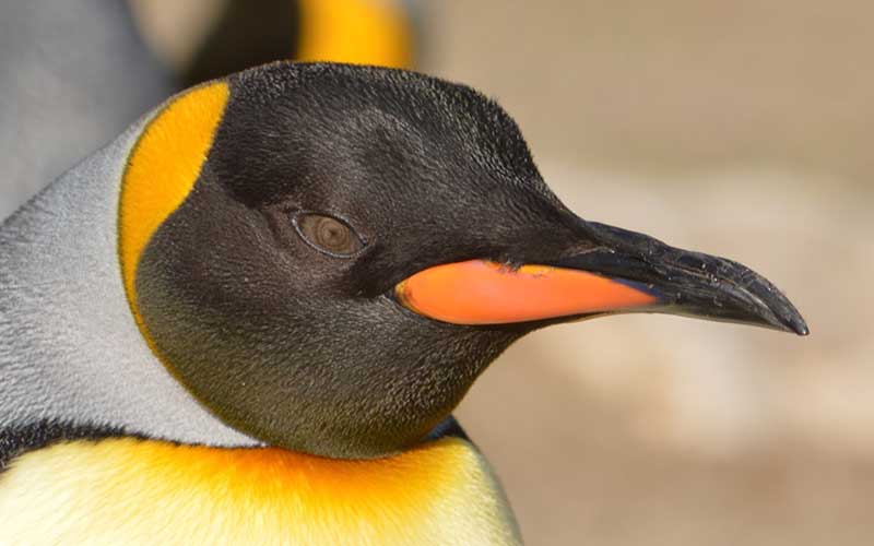 Colonia de pingüinos Rey desaparece misteriosamente