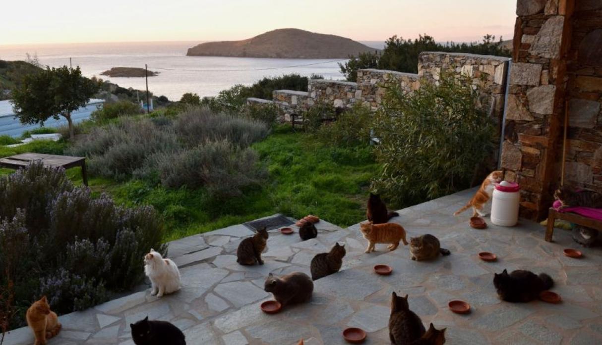 ¡Oferta laboral! Salario fijo y casa a quien quiera cuidar 55 gatos en Grecia