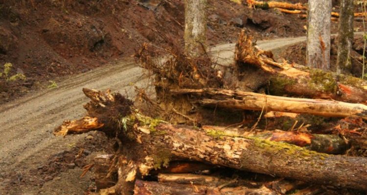 Pucón: SMA formulará cargos contra inmobiliaria por tala ilegal de bosque nativo