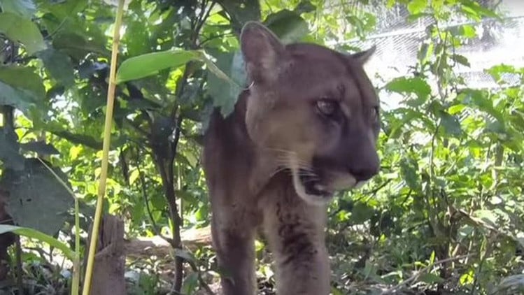 Sacrifican a un puma por «no poder» reubicar en su hábitat natural