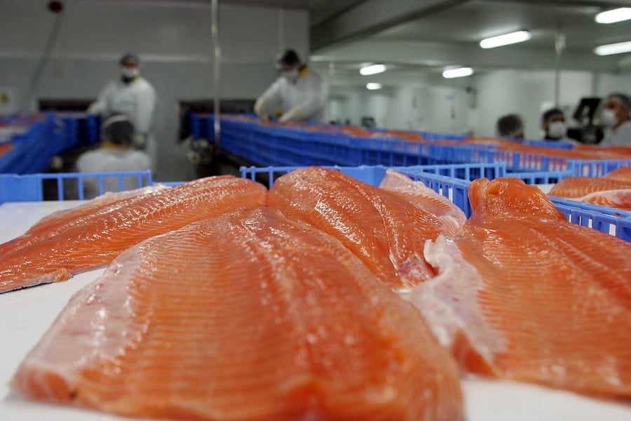 ONGs advierten sobre “salmones zombie” que pretenden llegar a Tierra del Fuego