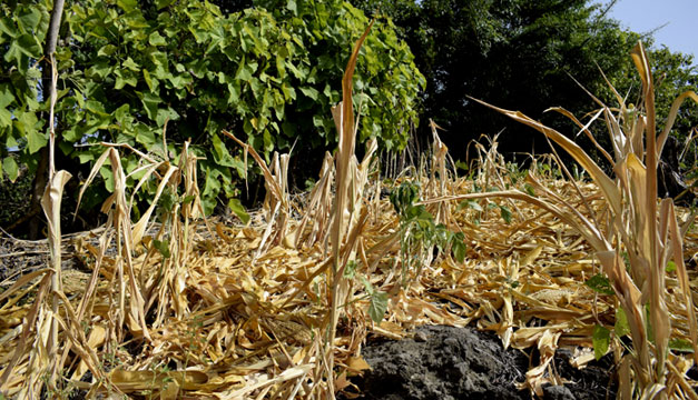 Más de 430 comunidades han perdido sus cultivos por la sequía en Guatemala