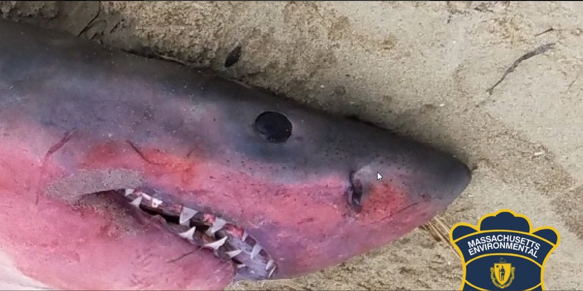 Tiburón blanco apareció rojo y muerto a orillas de las costas estadounidenses