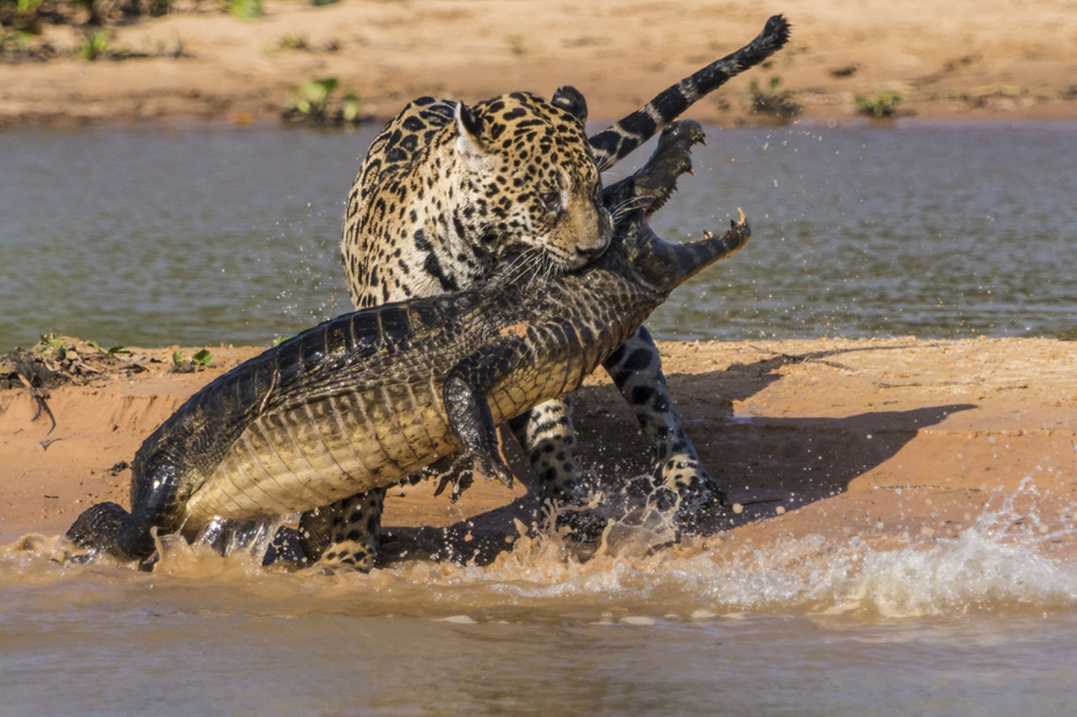(+Video) Brutal pelea a muerte entre un jaguar y un caimán revoluciona a los internautas