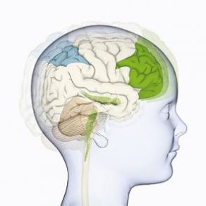 Científicos descubren lo que pasa en los cerebros de pacientes con autismo