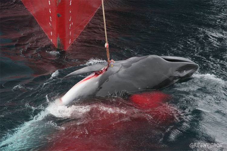Japón mata a 177 ballenas  y alega «estudios científicos»