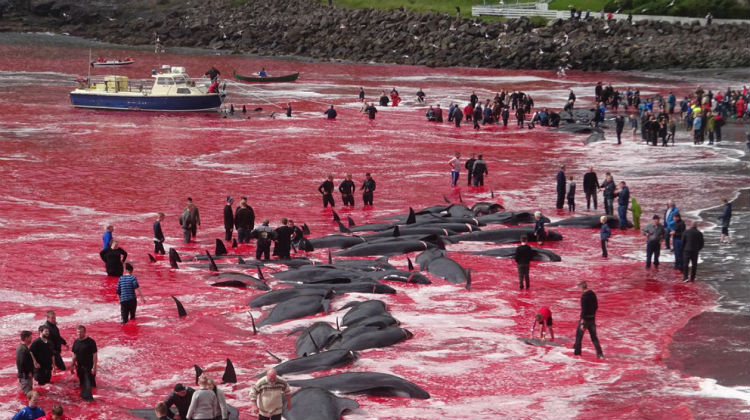 «El chillido de las ballenas fue horrible» dijo un turista que presenció la tradicional matanza en las Islas Feroe