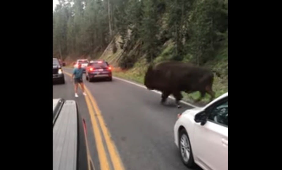 (+Video) Estados Unidos: Hombre promueve violencia animal molestando a bisonte en un parque nacional