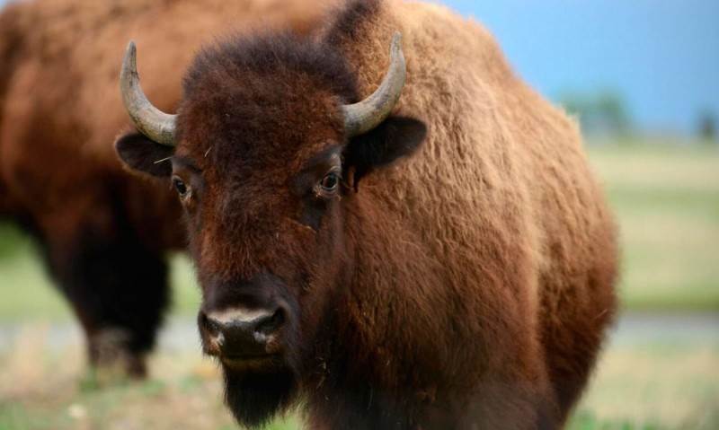(Video) Búfalo ataca brutalmente a safari turístico defendiendo a su manada