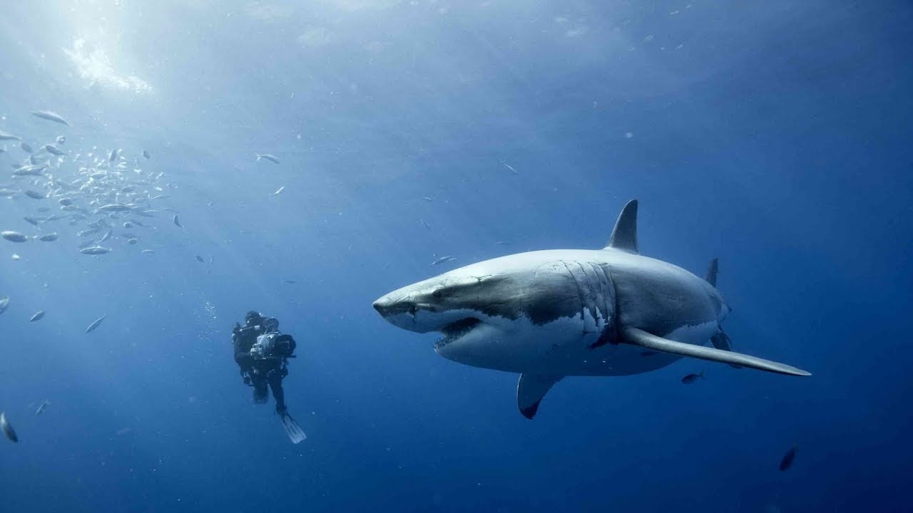 (Video) Un valiente buzo puso en riesgo su vida para salvar a un tiburón