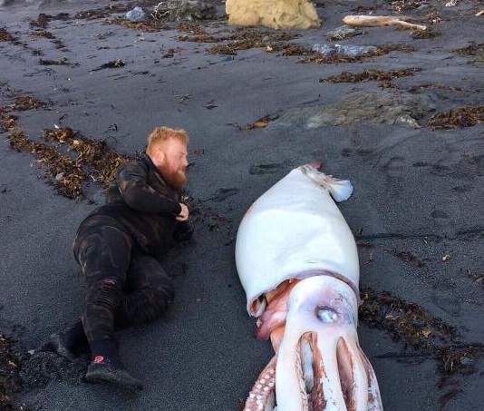 (Fotos) Calamar de más de 4 metros sorprendió a buzos en Nueva Zelanda