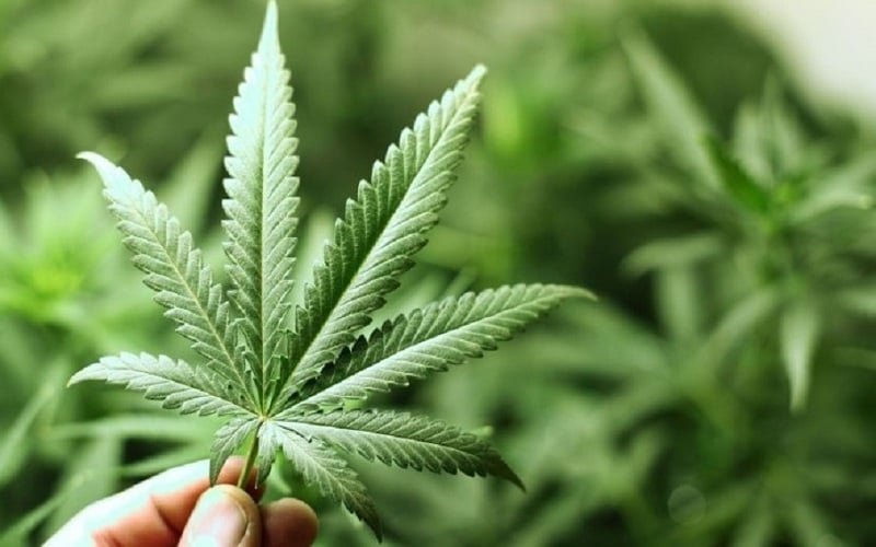 OMS pide a Naciones Unidas reclasificar al cannabis en la lista de sustancias prohibidas
