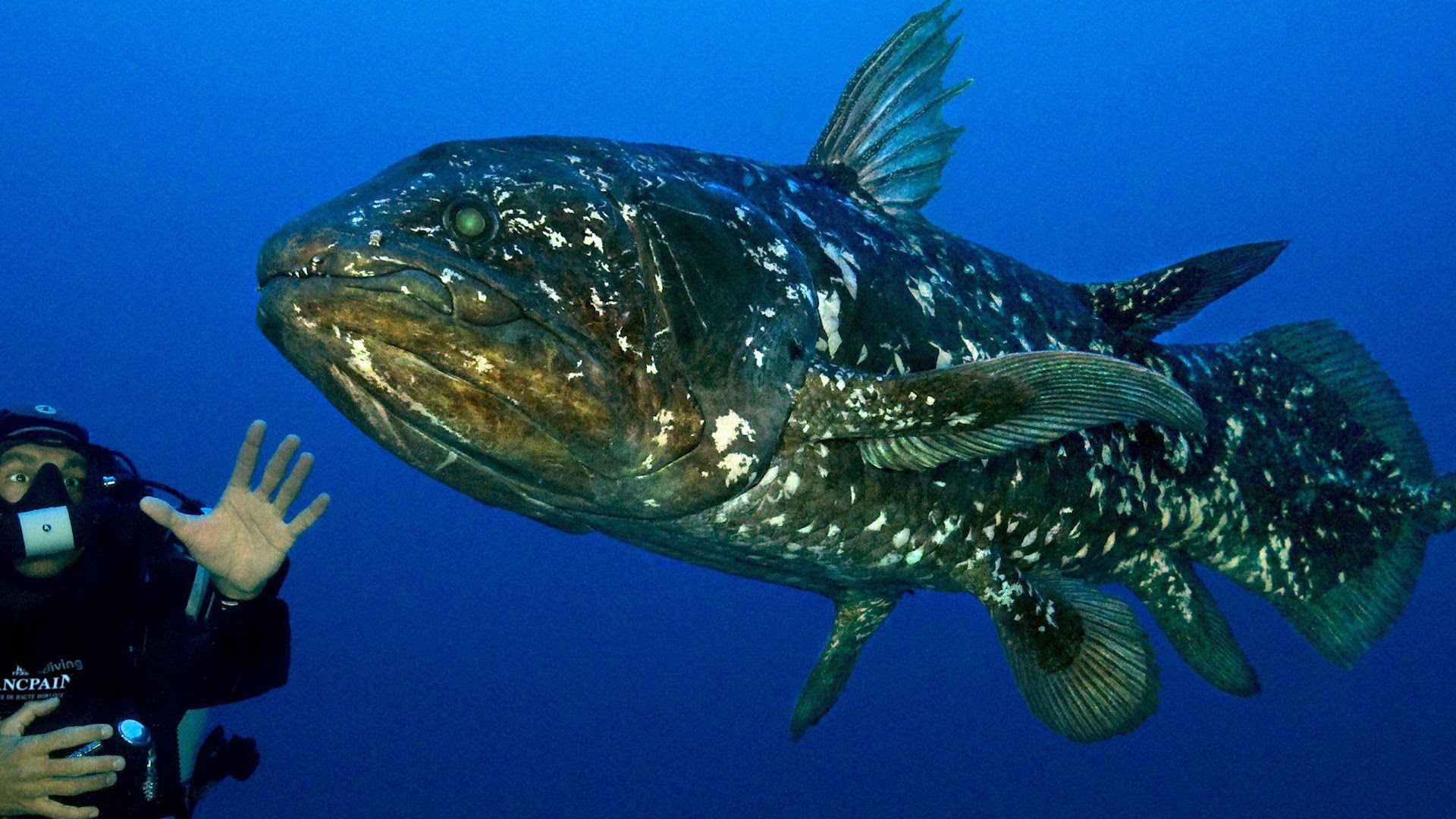 Petroleras amenazan con diezmar única especie de peces gigantescos
