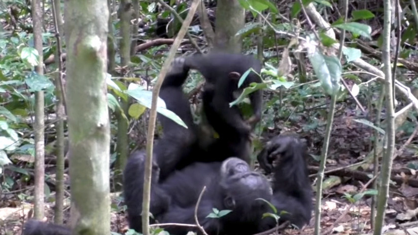 (Video) Así de tierno se ve un chimpancé mientras juega a los aviones con su cría