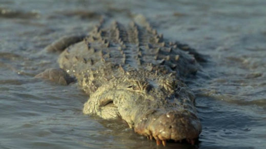 (Video) ¡Tremendo susto! Un cocodrilo ataca el bote de dos pescadores