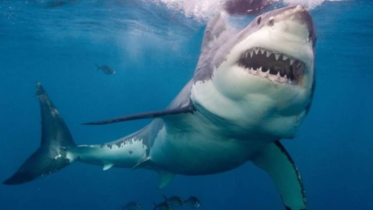 (Video) El violento ataque de un tiburón blanco a un lobo marino visto desde un dron