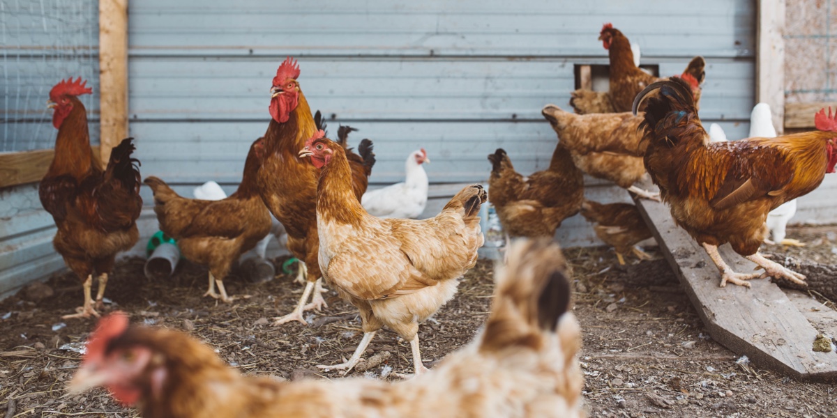 Uso de antibióticos para engordar aves de corral atenta contra la salud humana