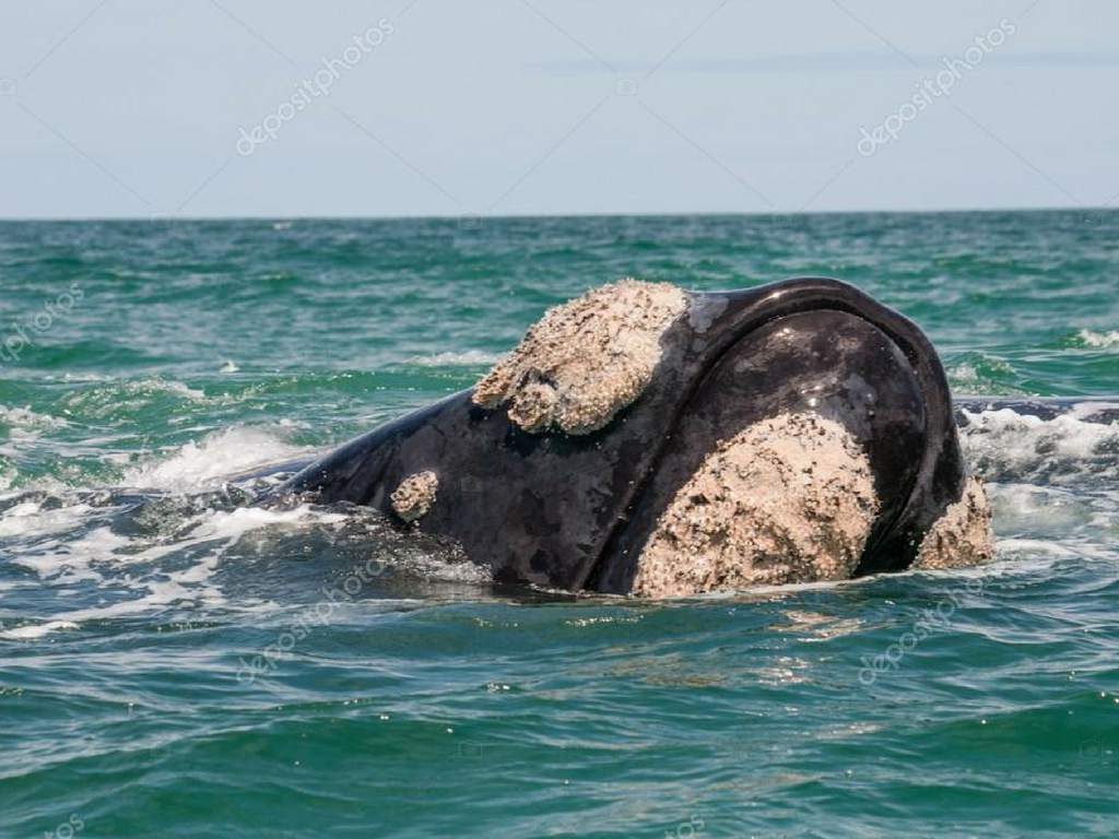 Una Ballena se convertirá en banquete de la tribu Makah en Washington