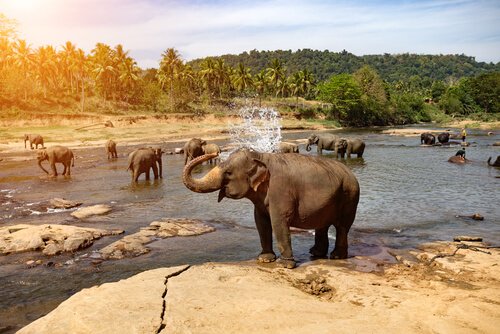 Matanza ilegal de elefantes en el Congo podrá evitarse en el futuro