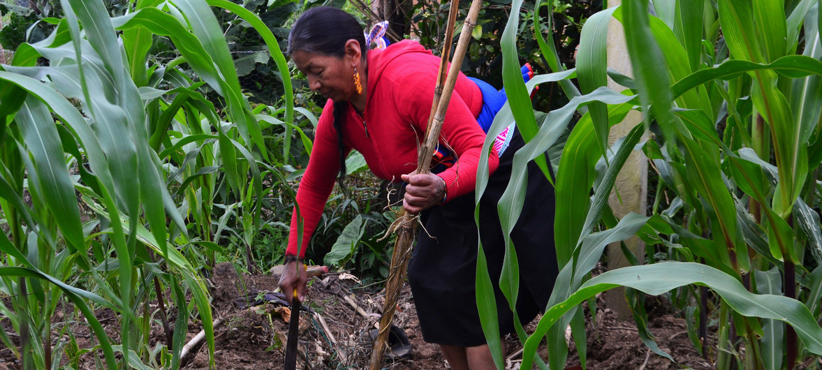 Una ley inscontitucional ampara el ingreso de semillas transgénicas a Ecuador