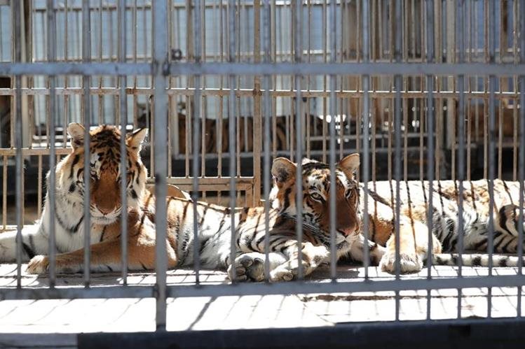 Tres tigres y cinco leones rescatados de los circos comienzan una nueva vida