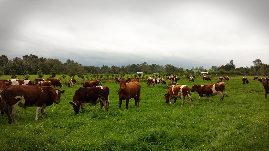 Ganaderos bovinos alertaron por crisis en su producción