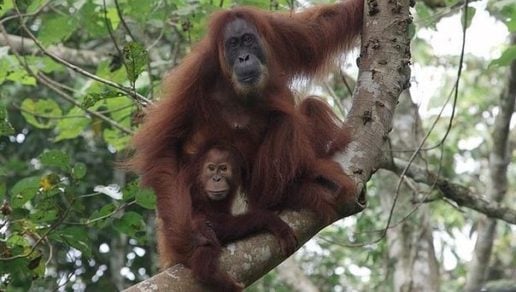 Orangutanes tapanuli gemelos en Sumatra despiertan la curiosidad científica (+VIDEO)