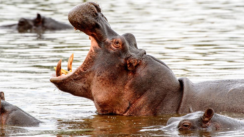 Hipopótamo de Kenia mata a turista asiático por tomarle fotos