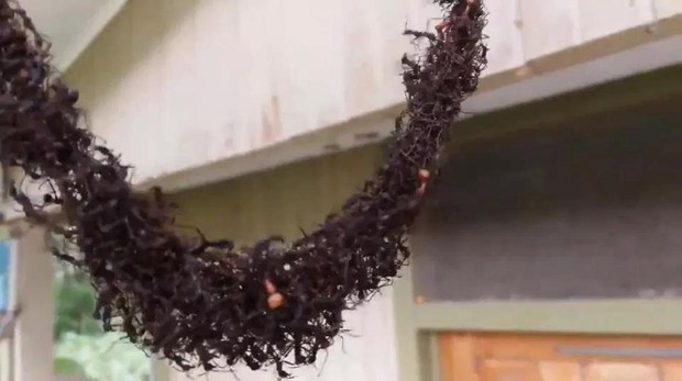 (Video) Un comando de hormigas legionarias se organiza y asalta un avispero